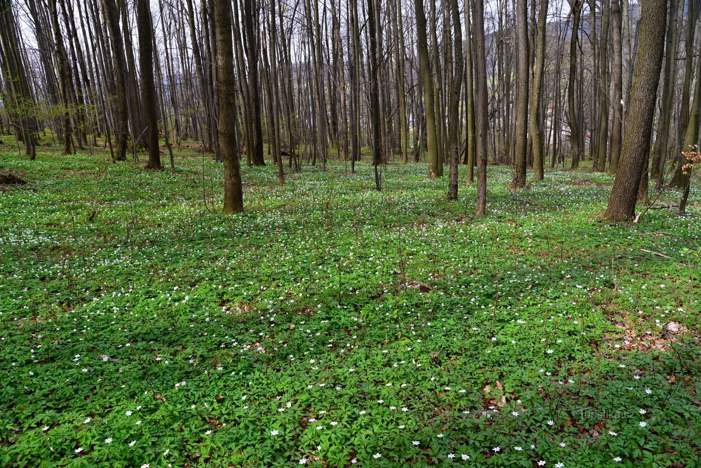 Zlatohorská vrchovina: bosque sobre Česká Vsí con aspecto primaveral