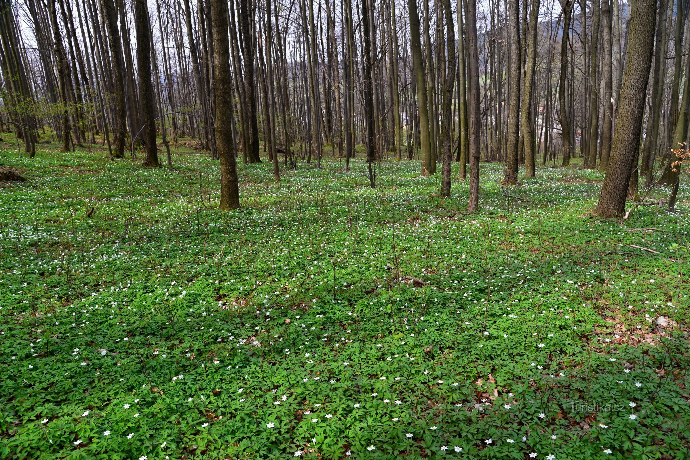 Zlatohorská vrchovina: pădure deasupra Česká Vsí cu aspect de primăvară