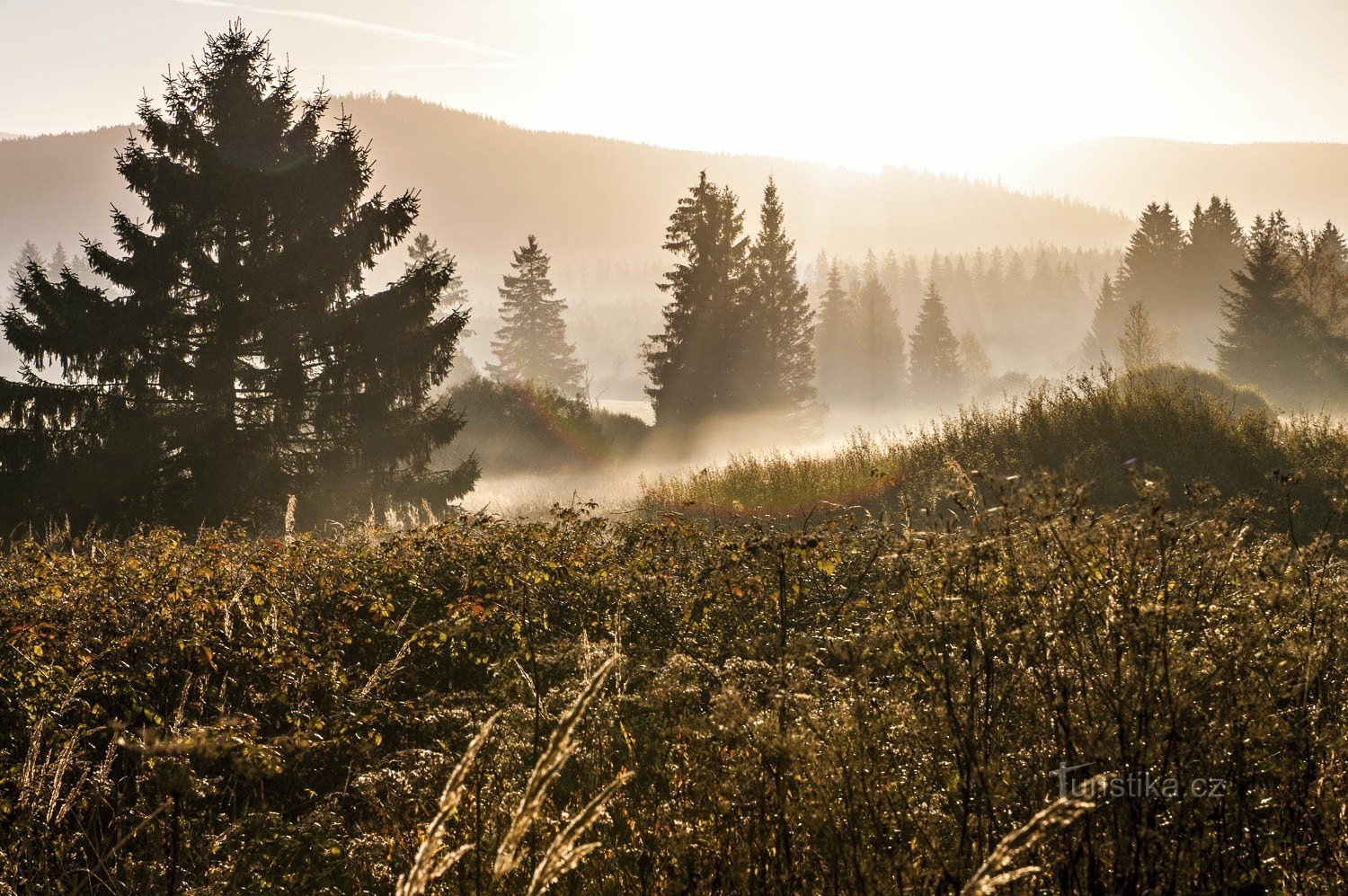 La forêt dorée