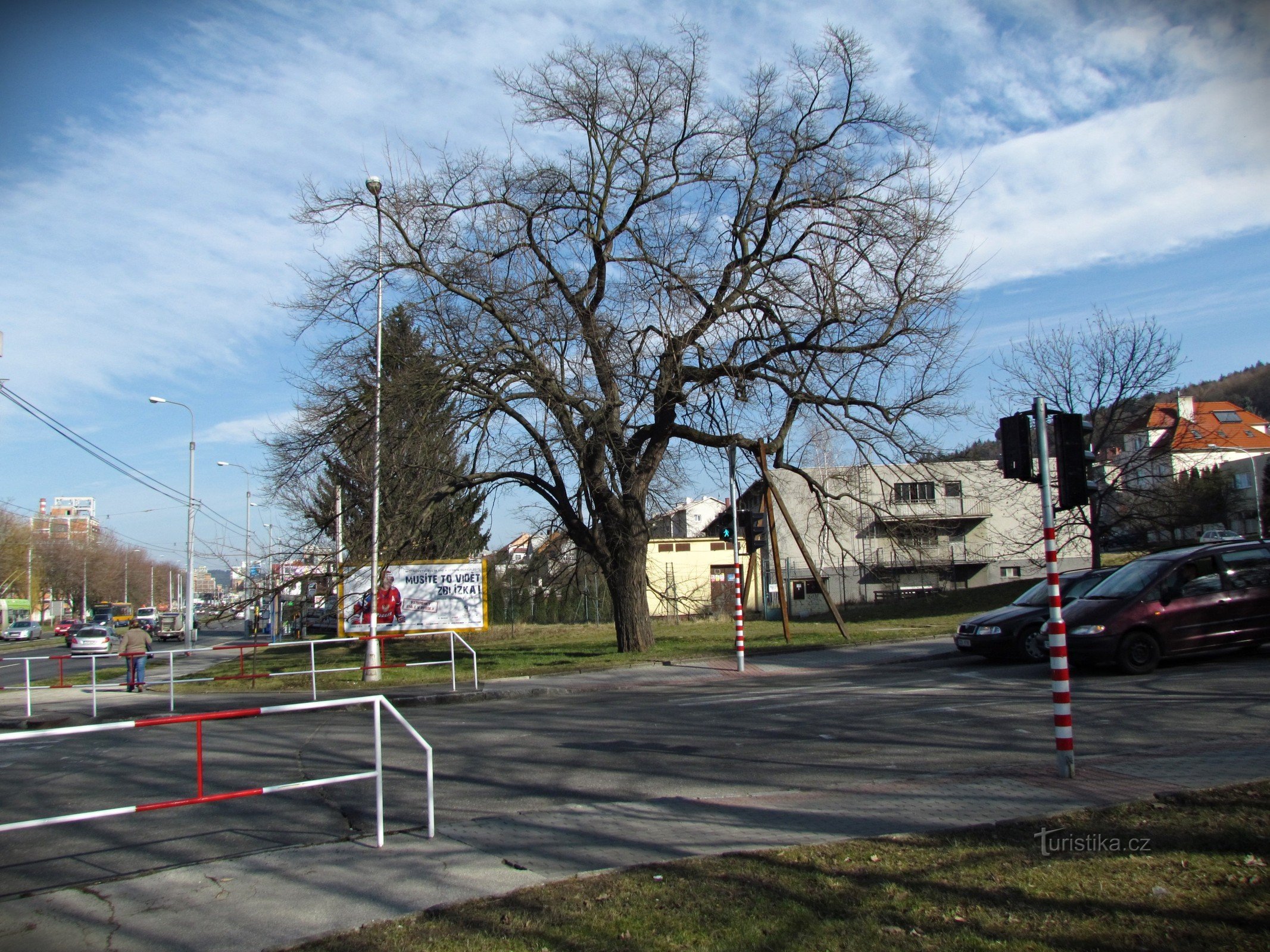 Zlín - a memorable mulberry tree in the Foothills