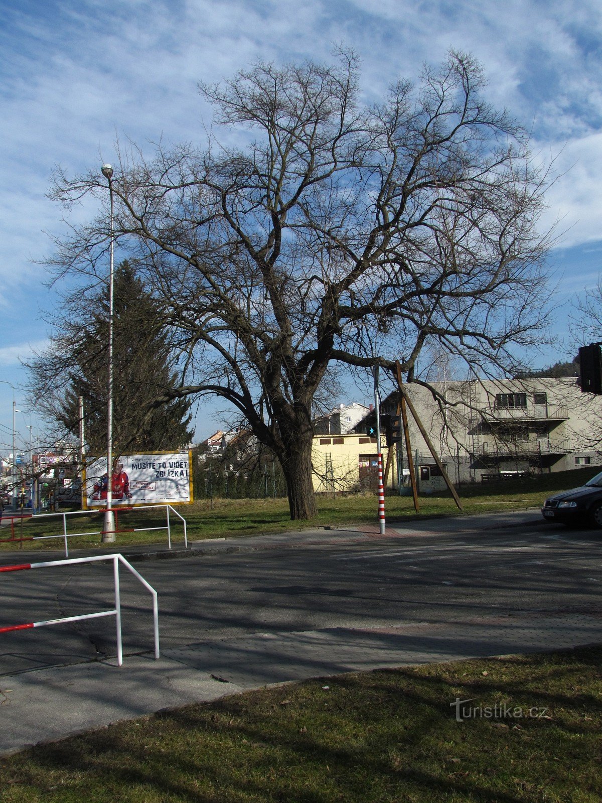 Zlín - a memorable mulberry tree in the Foothills