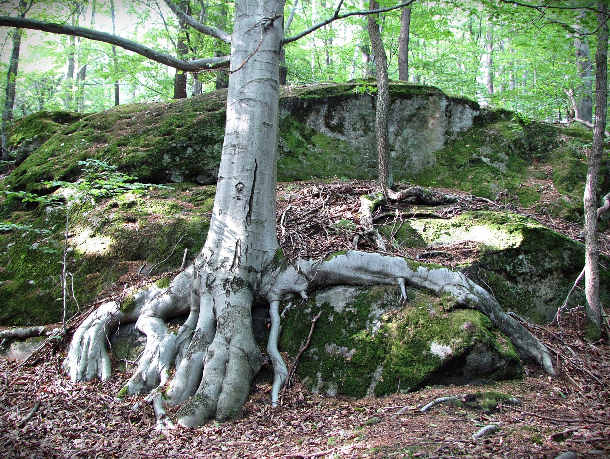 Zlín - Zadnji vrh