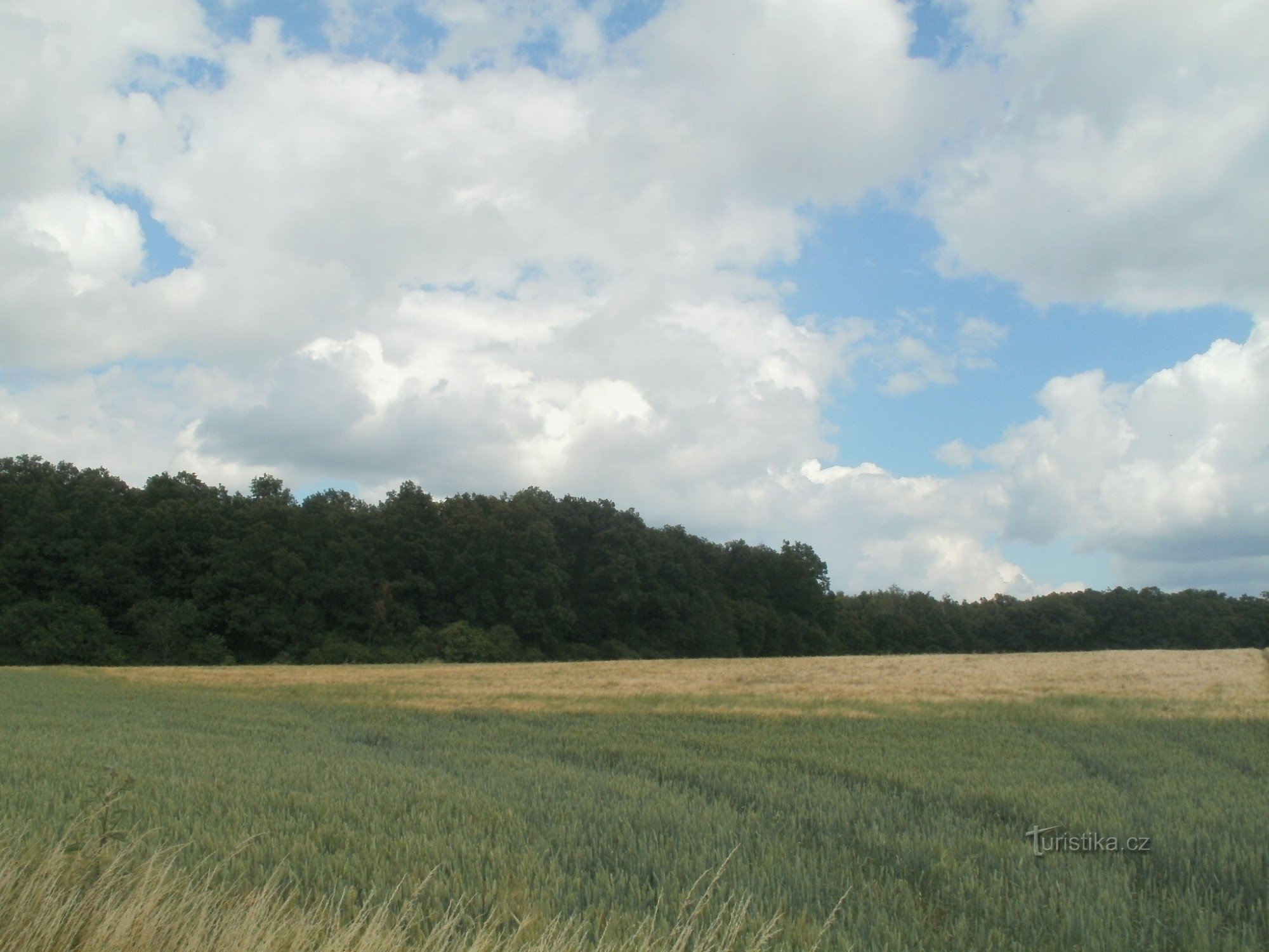 foresta di Žlunice