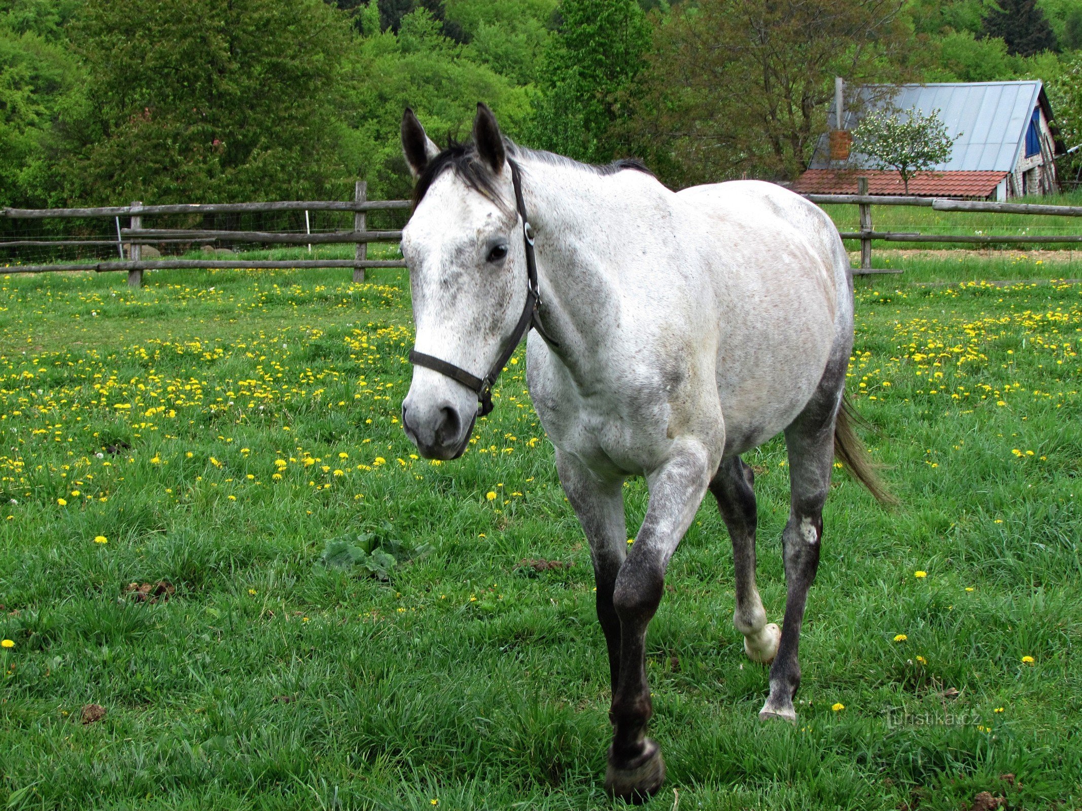 Žlutavský Ranch och dess minizoo