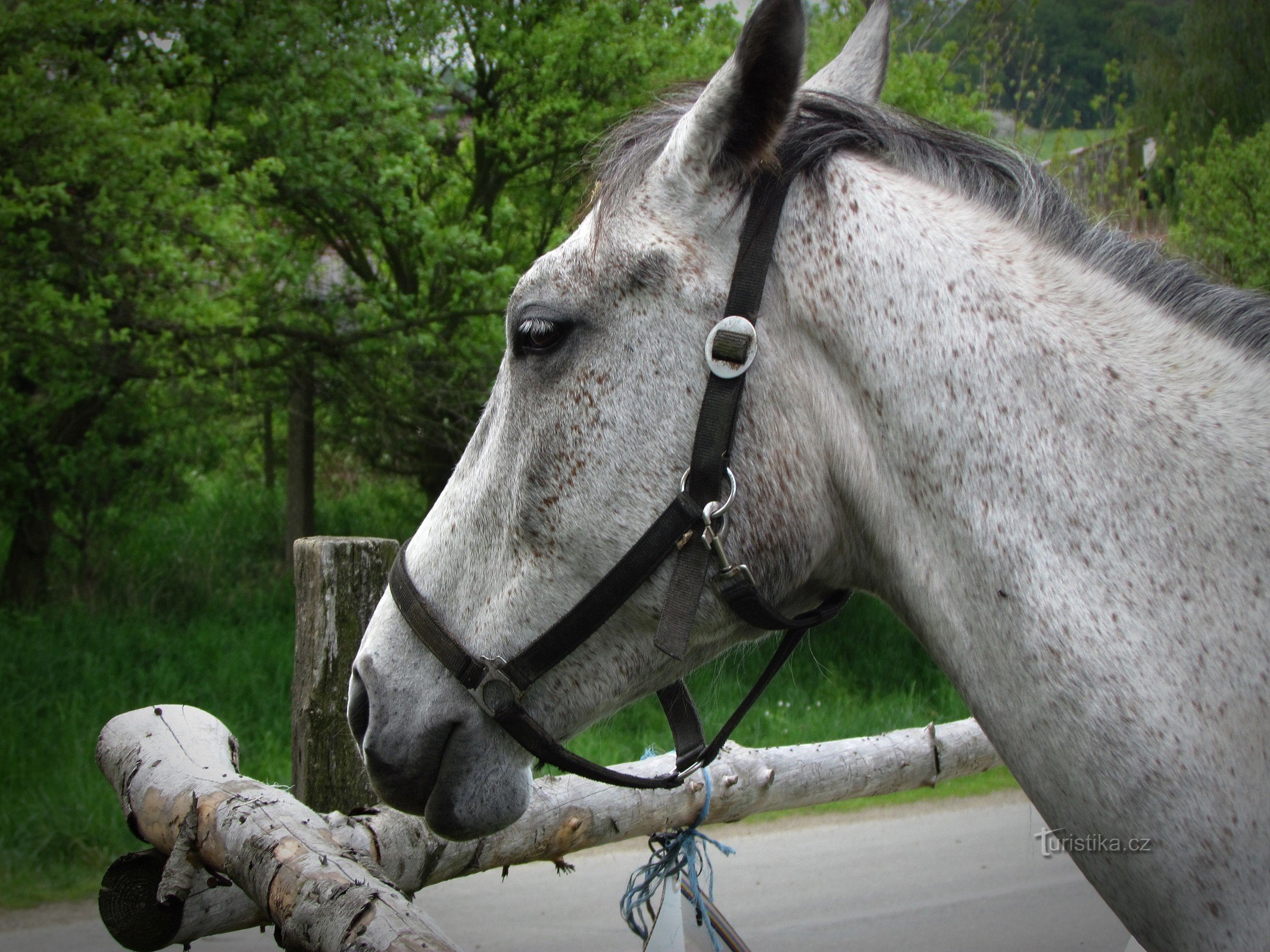 Žlutavský Ranch e il suo Mini Zoo