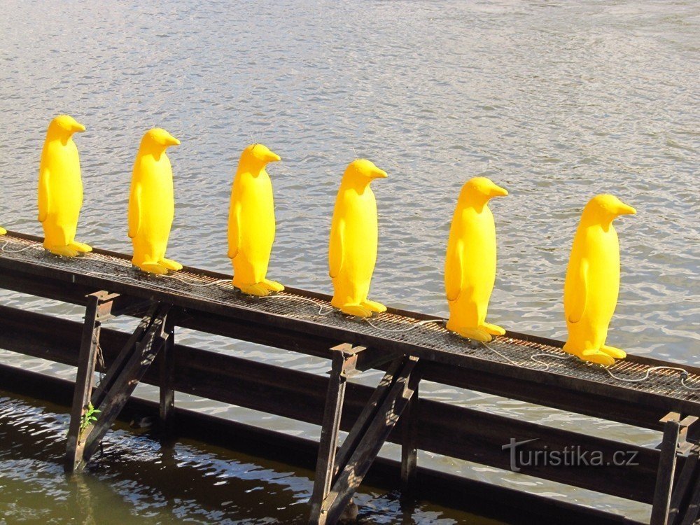 Żółte plastikowe pingwiny na Wełtawie