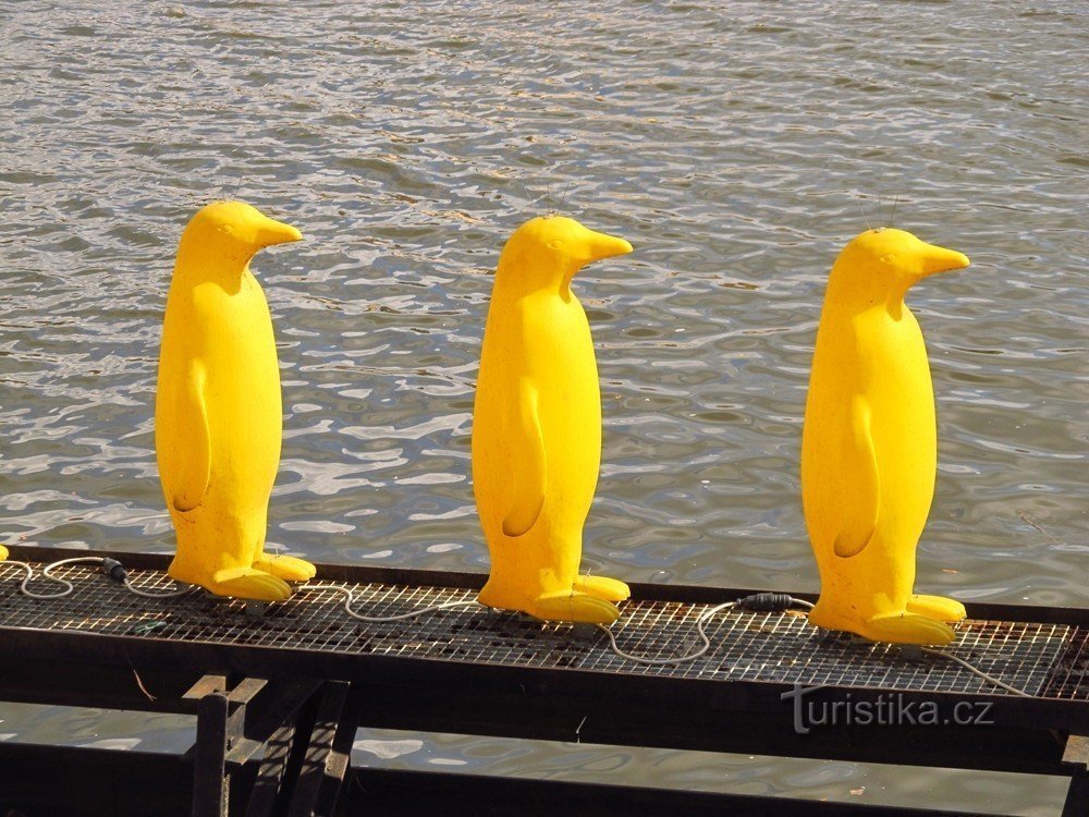 Pingouins en plastique jaune sur la rivière Vltava