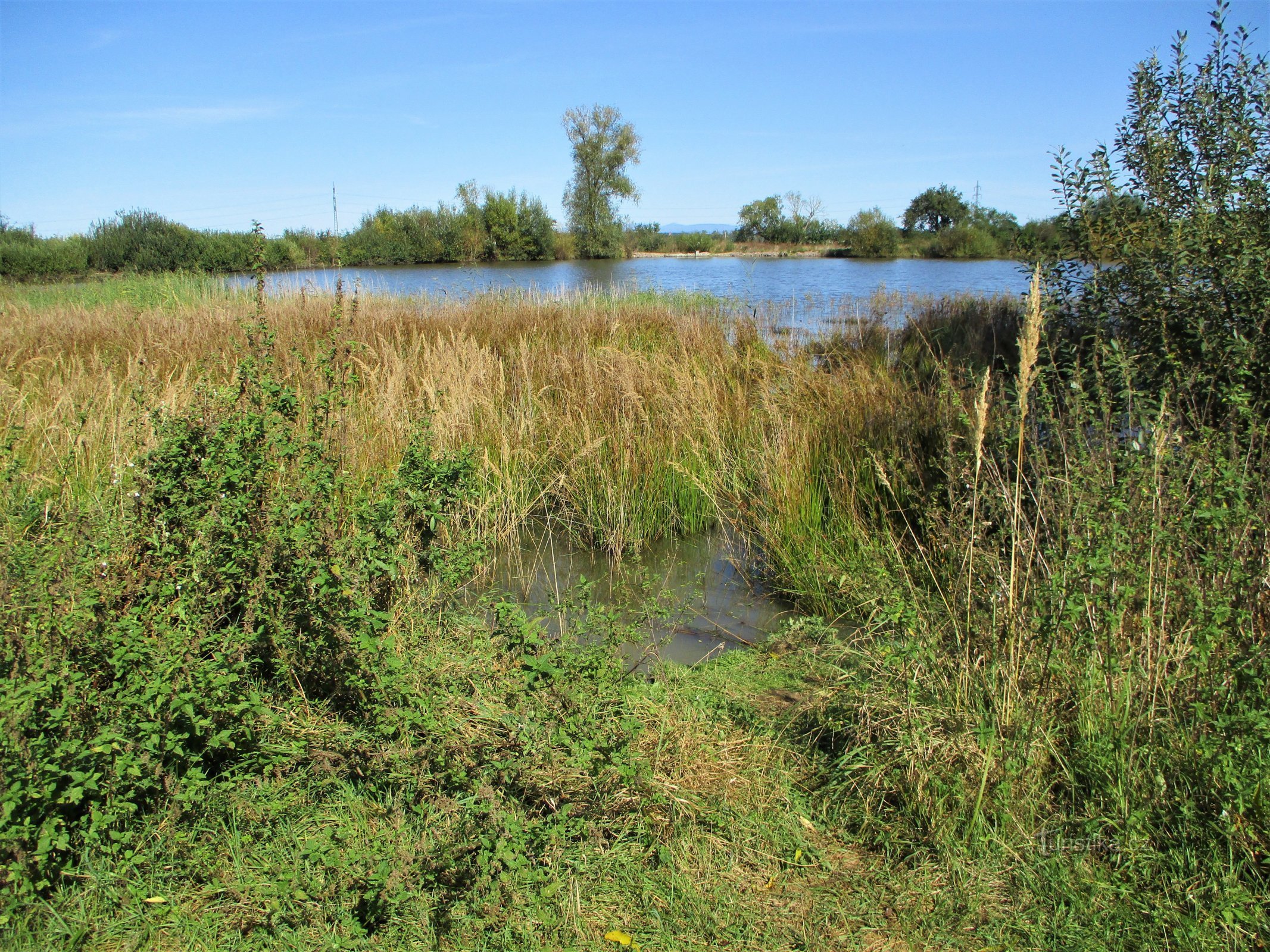 Zmotálek (Obědovice, 18.9.2020.)