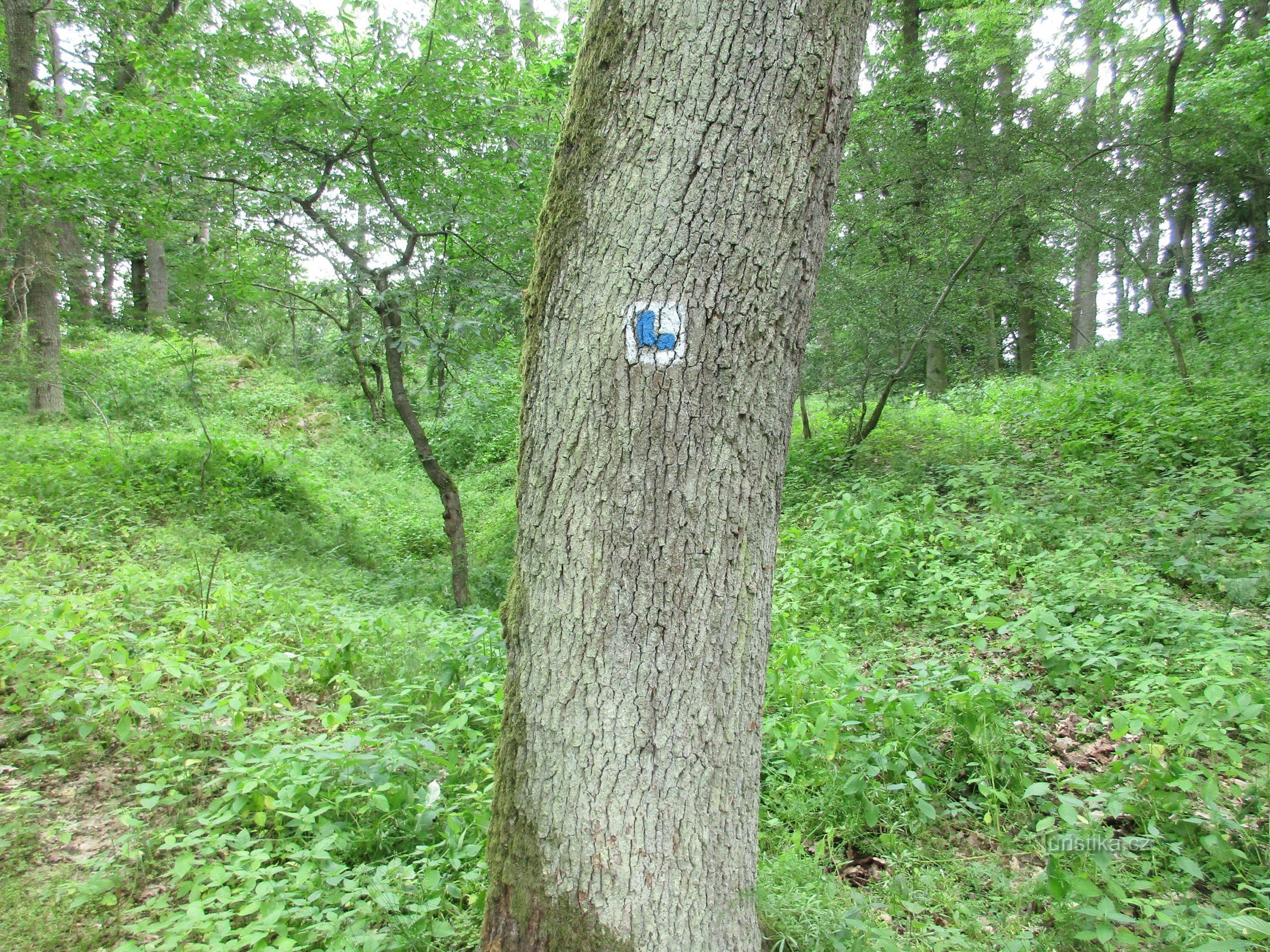 znak na drzewie zakrętu do centrum grodu