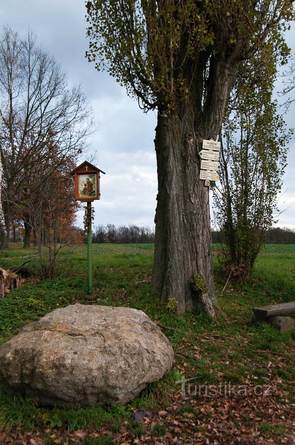 Segni sull'albero