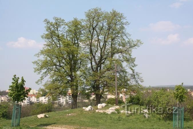 Znojmo-Hradiště - Kod ovaca