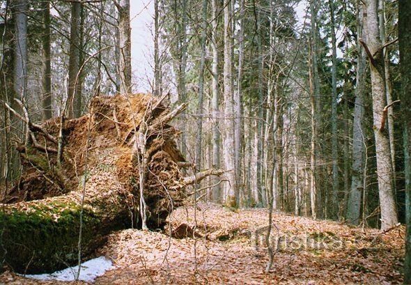 Gozd Žofin