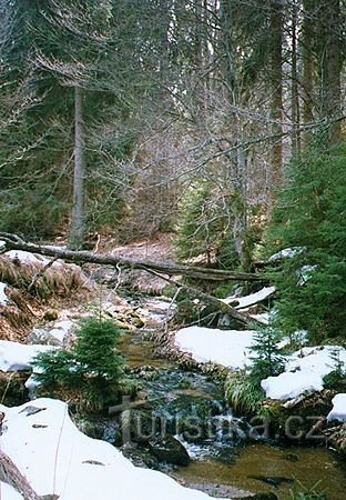 Žofín Forest