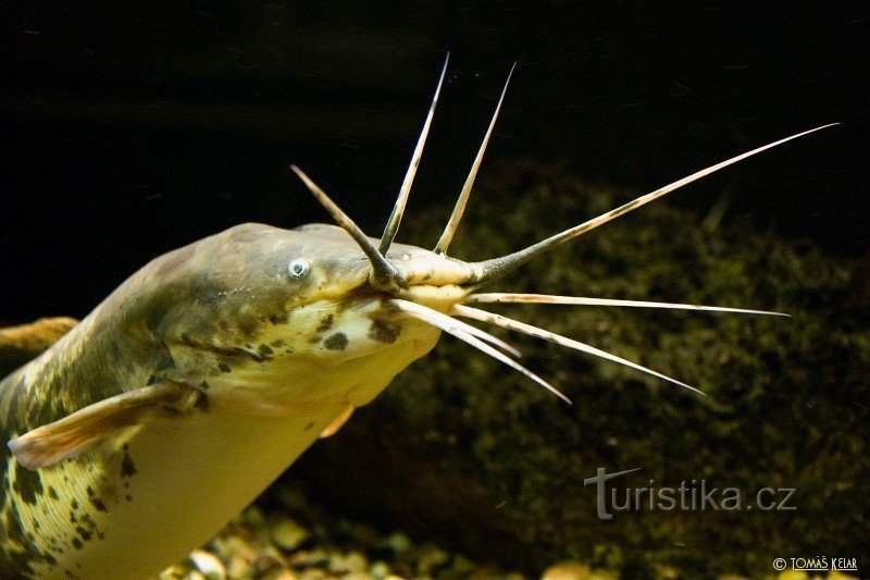 Grădina Zoologică Brno