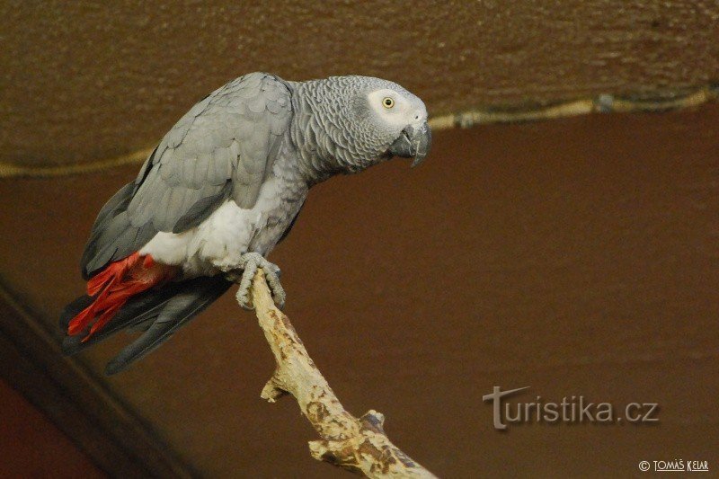 Grădina Zoologică Brno