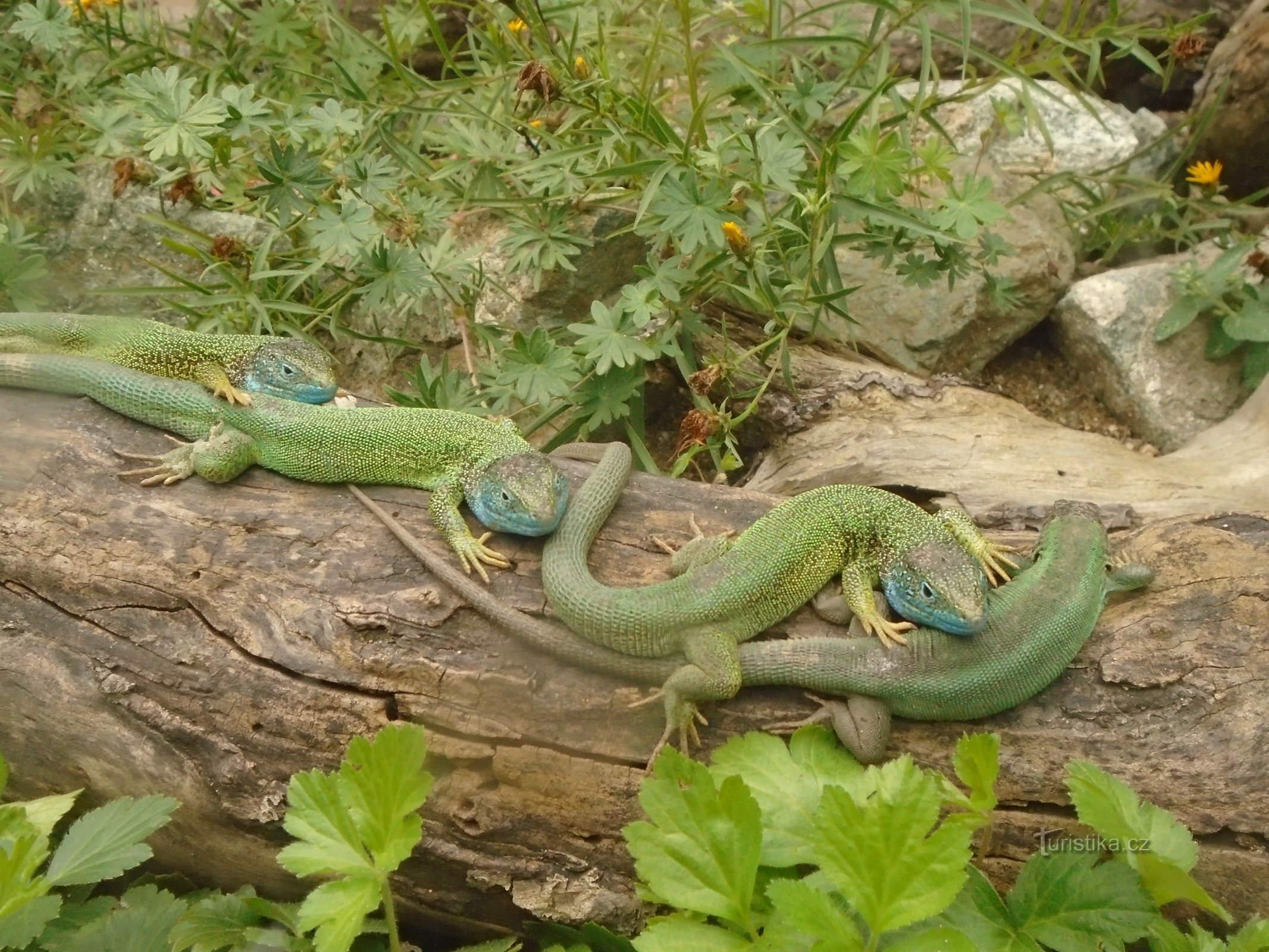 Grădina Zoologică Brno