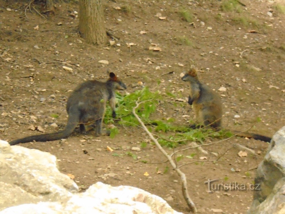 ブルノ動物園