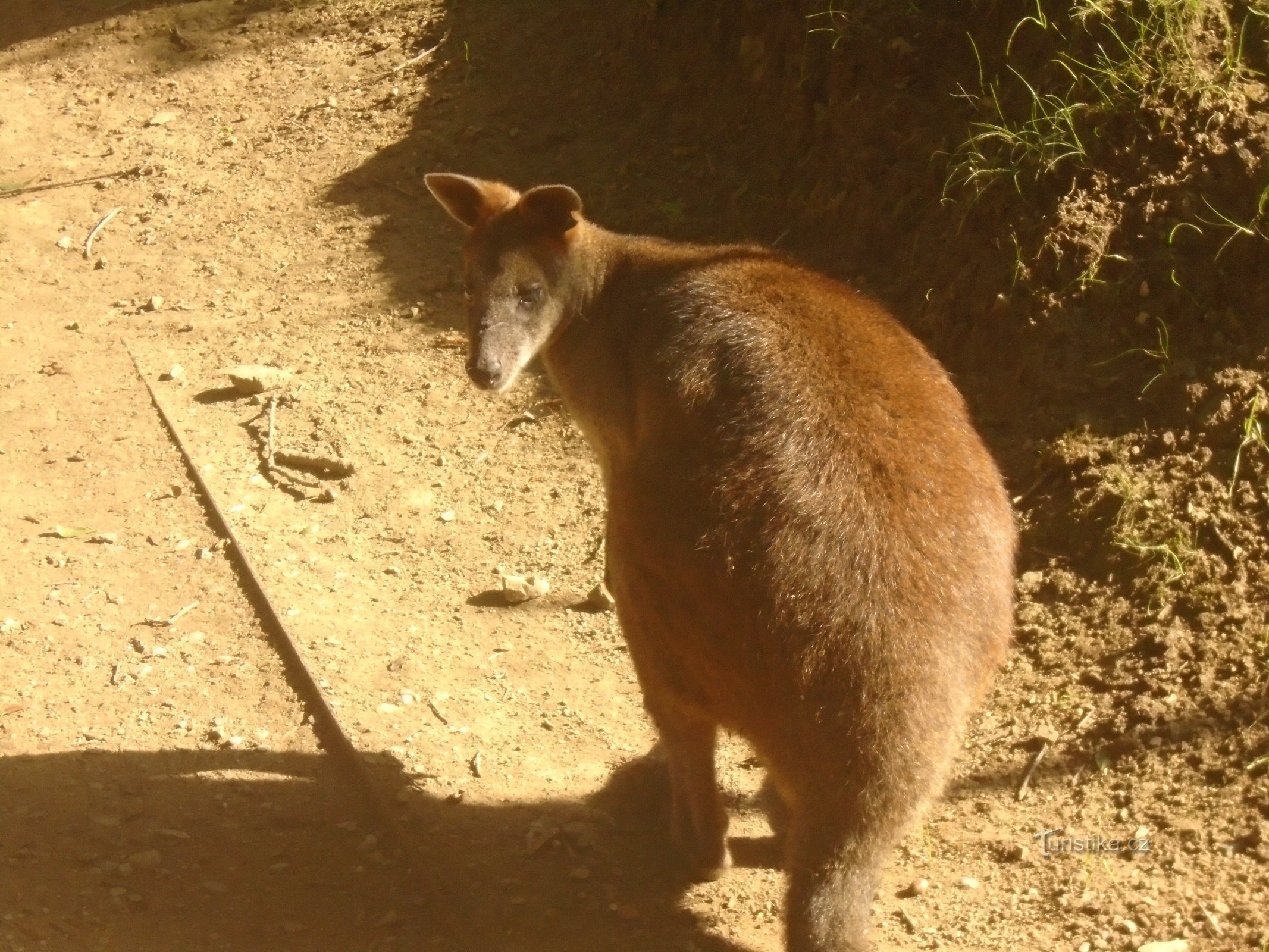 Grădina Zoologică Brno