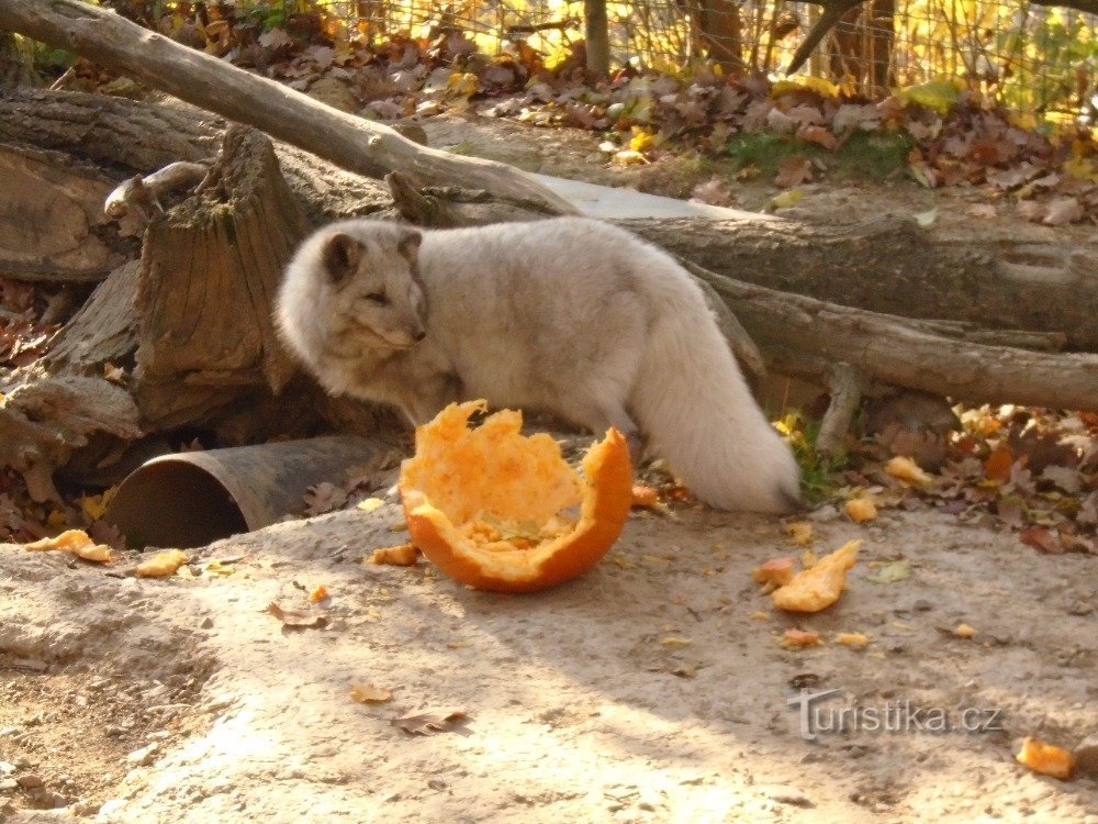 ZOO BRNO-NOČ ČAROVNIC