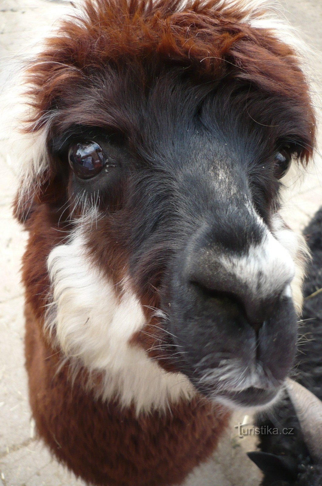 BRØD ZOO