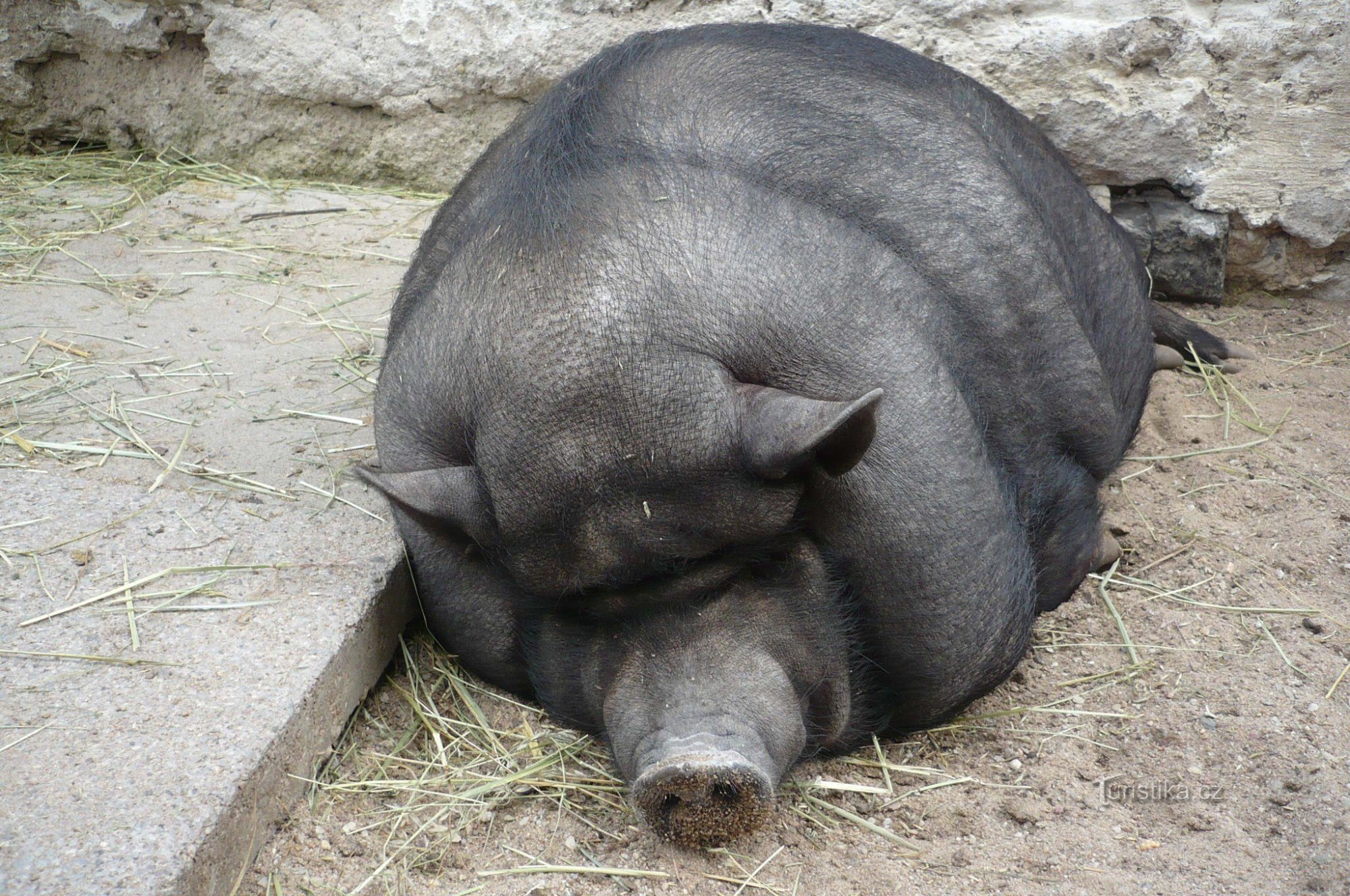 Grădina Zoologică de Pâine