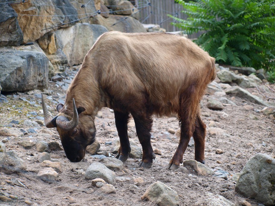 Děčín動物園