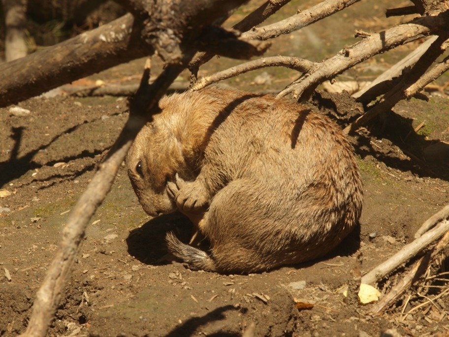 Zoológico Děčín