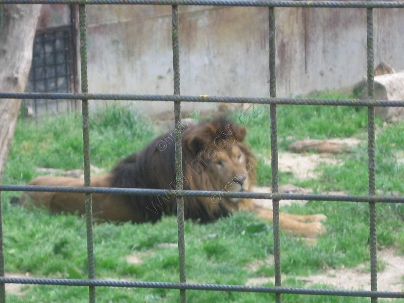 ZOO Dvorec