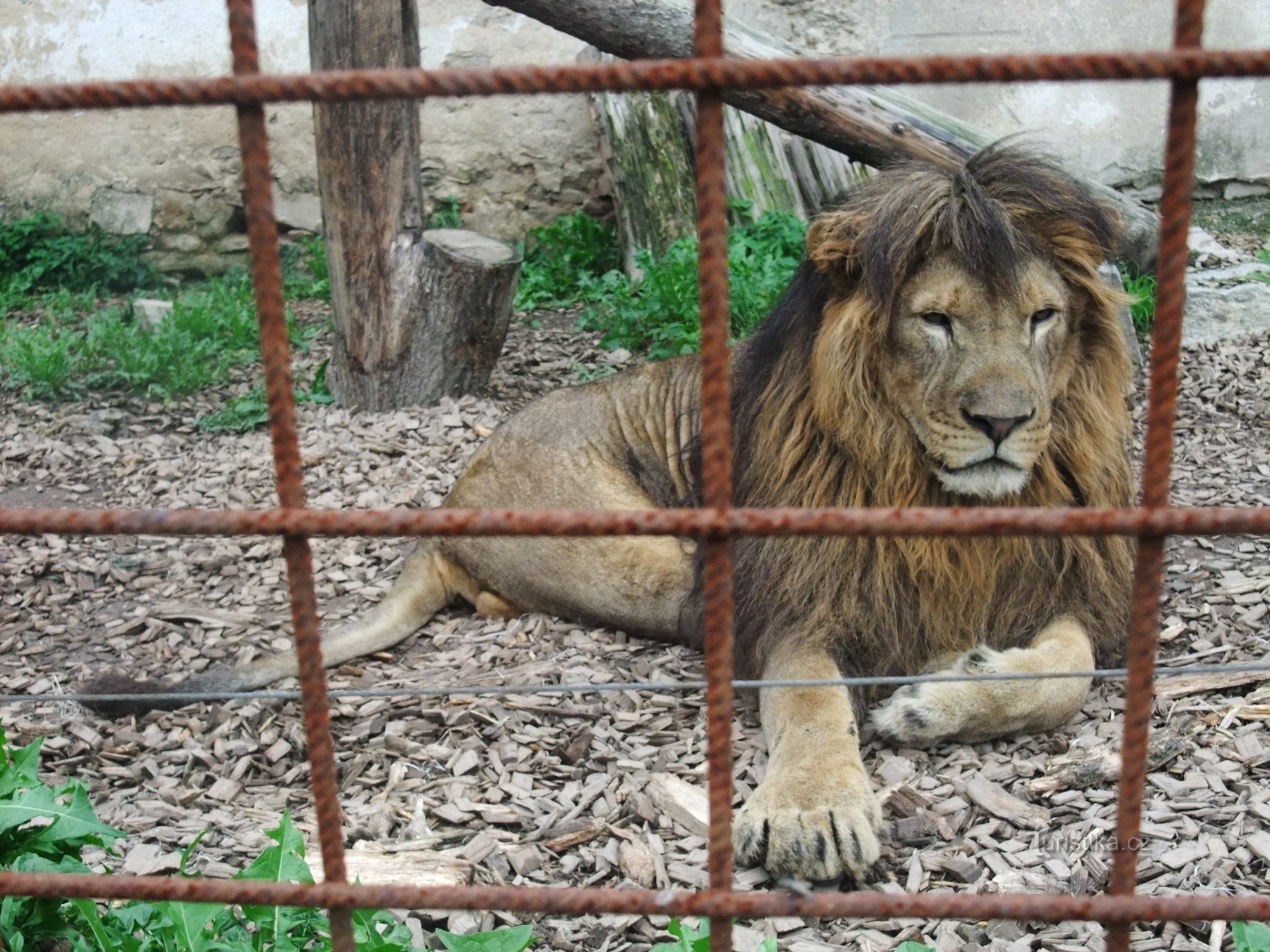 Ogród zoologiczny Dvorec