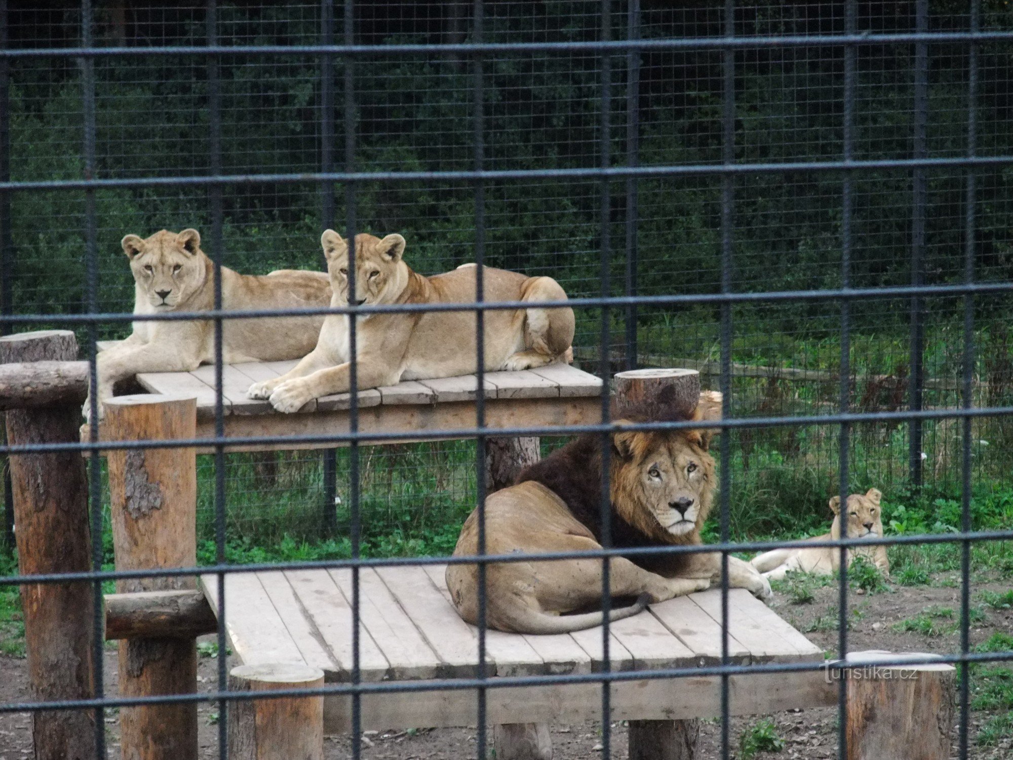 ドヴォレツ動物園