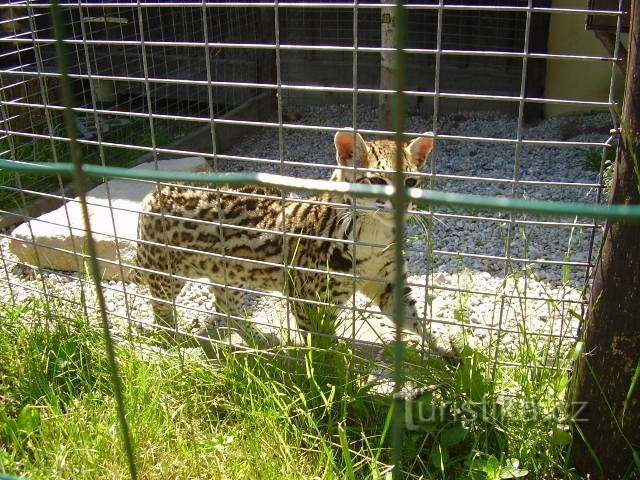 Grădina Zoologică Dvorec lângă Borovan