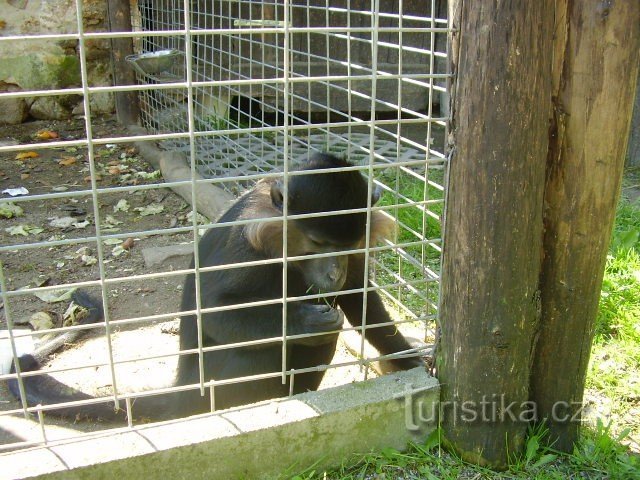 ZOO Dvorec bij Borovan