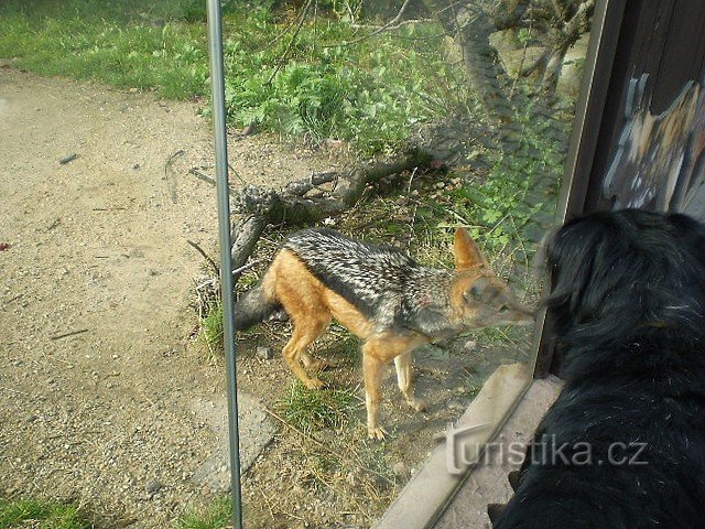 ZOO Dvůr Králové