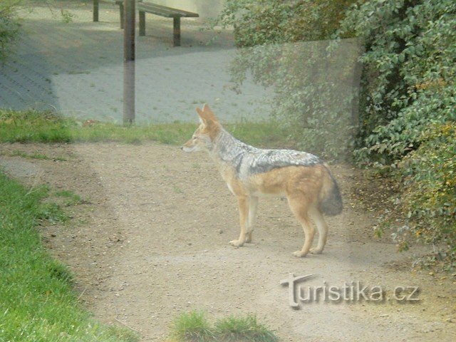 Dvůr Králové ZOO