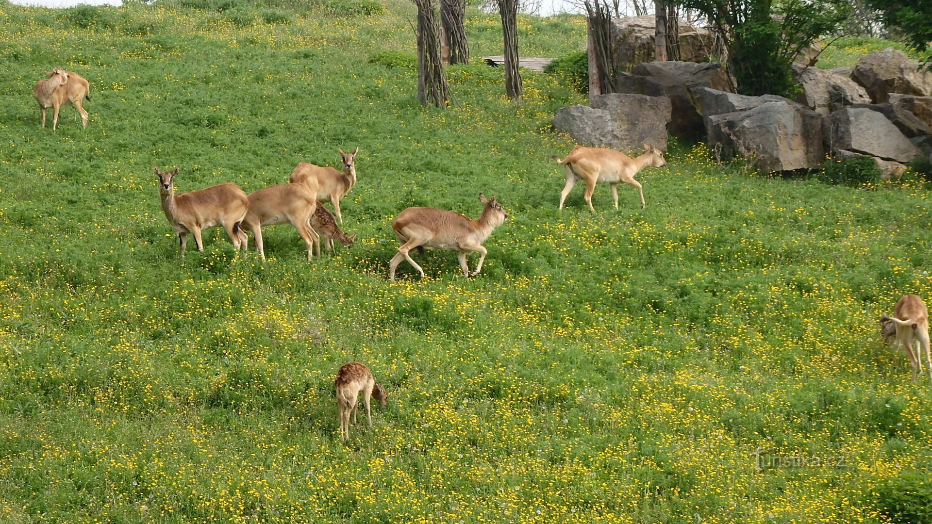 Grădina Zoologică Dvur Králové sau în toată Africa