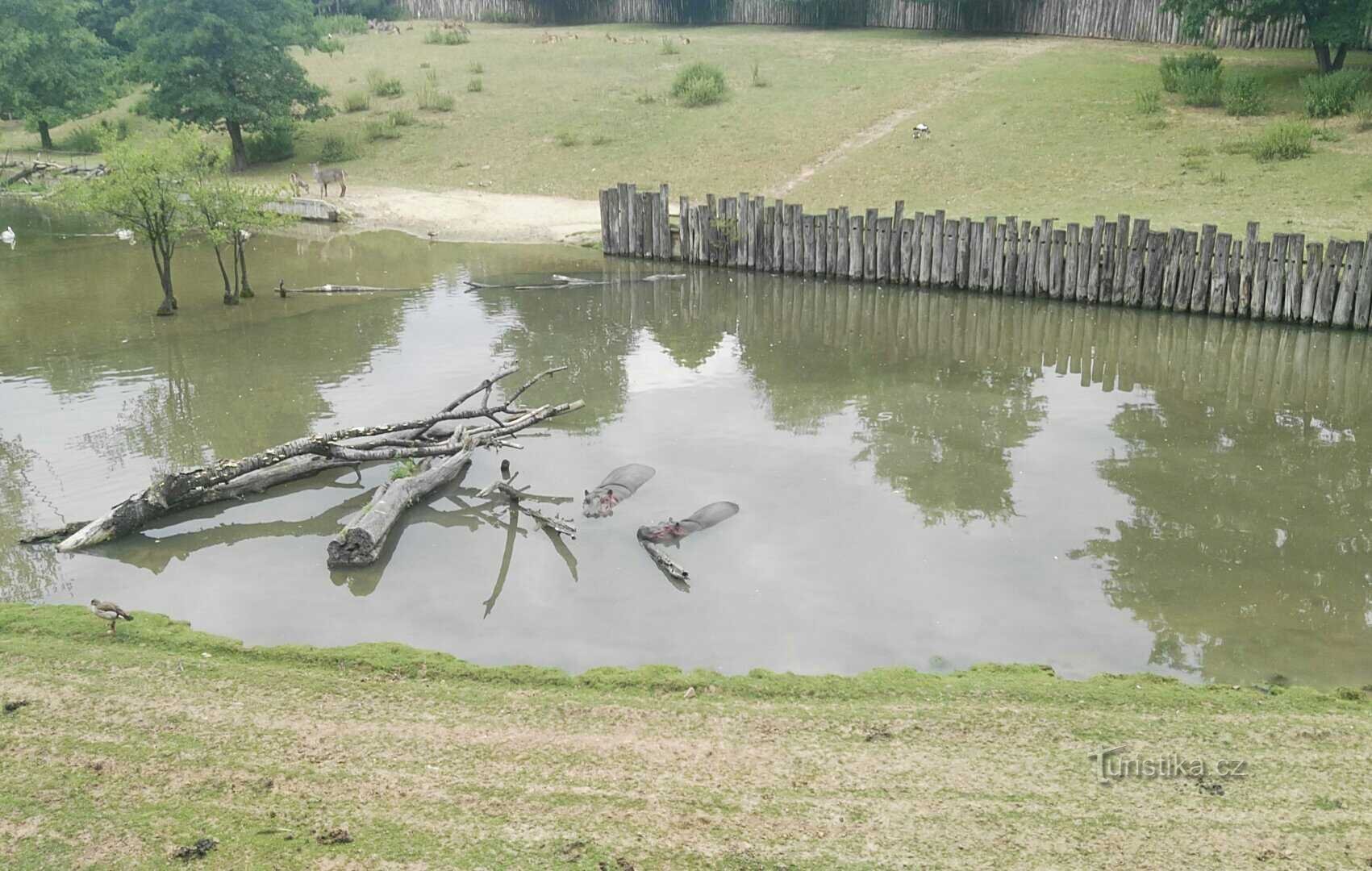 Dvur Kralove nad Labem Zoo