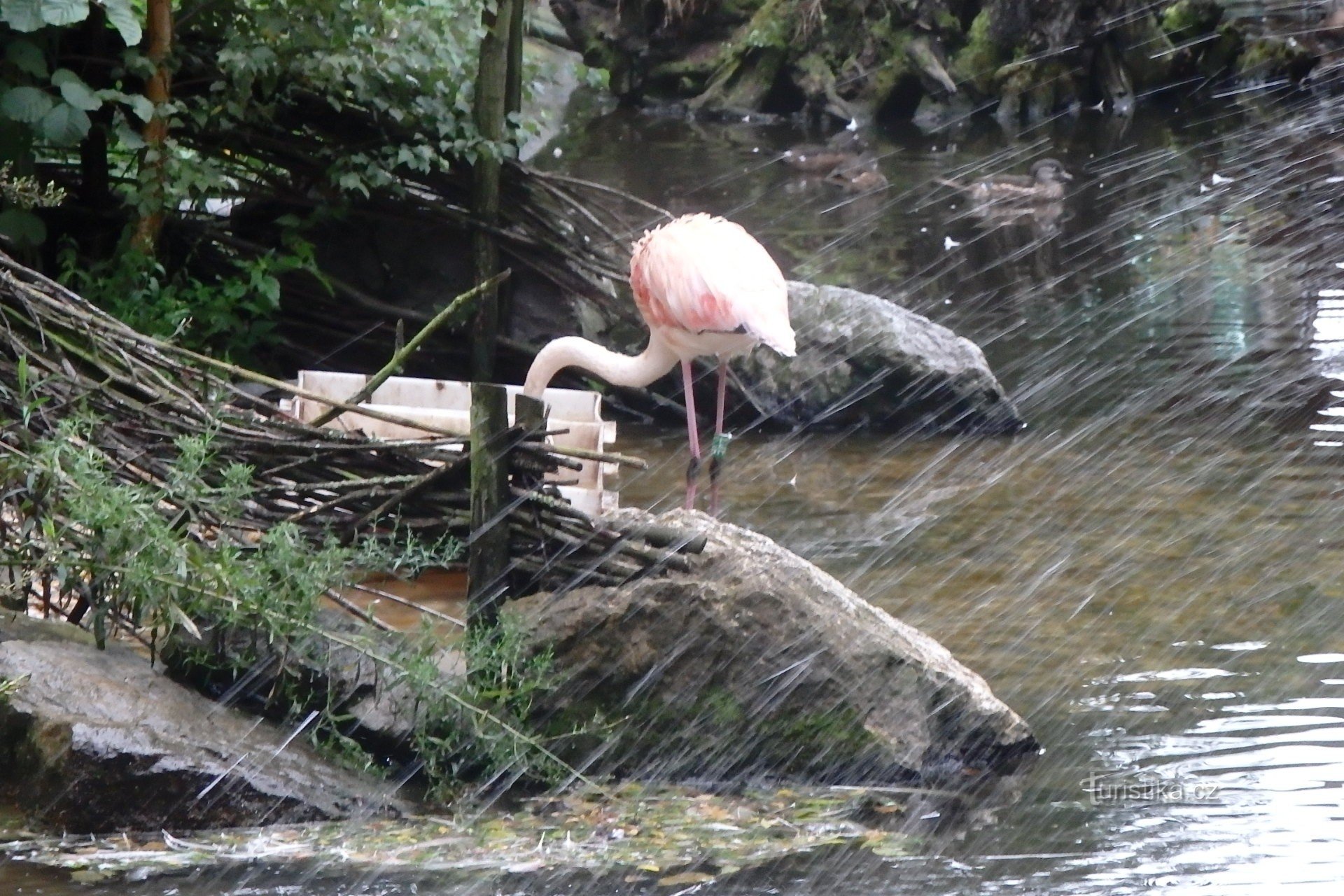 Dierentuin van Hodonín