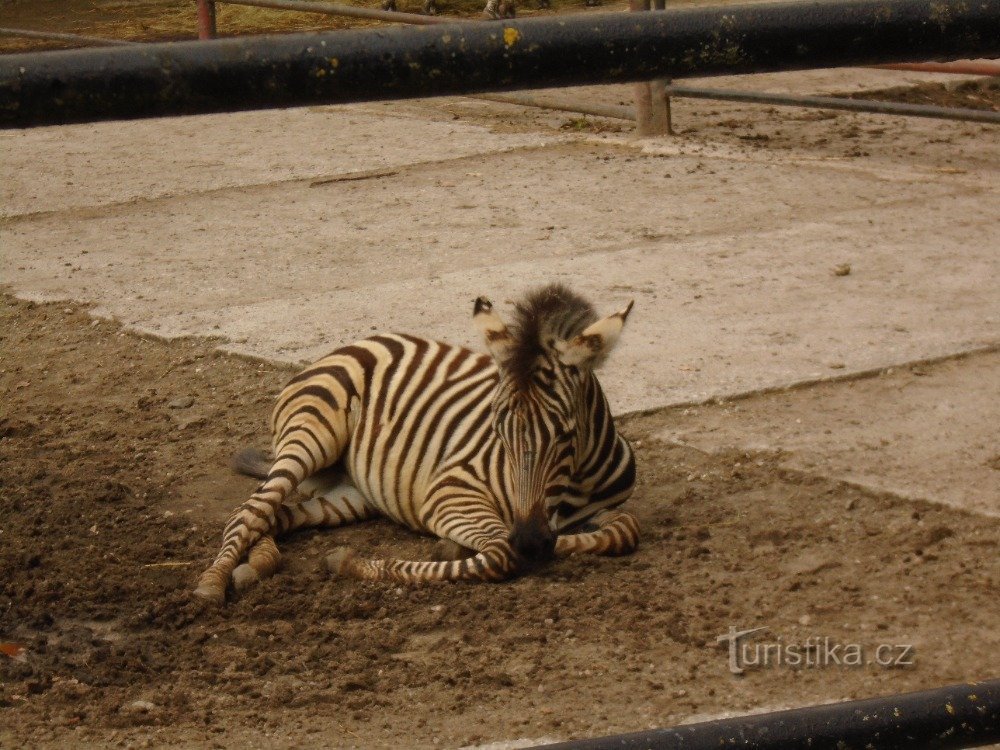 DIERENTUIN HODONIN