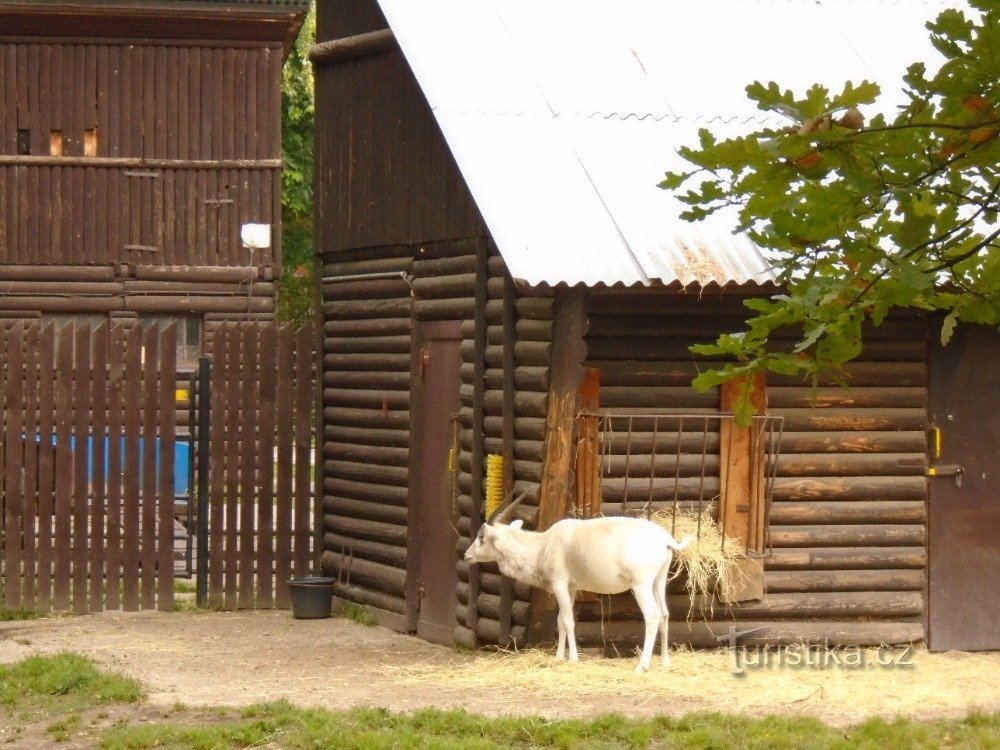 VƯỜN THÚ HODONIN