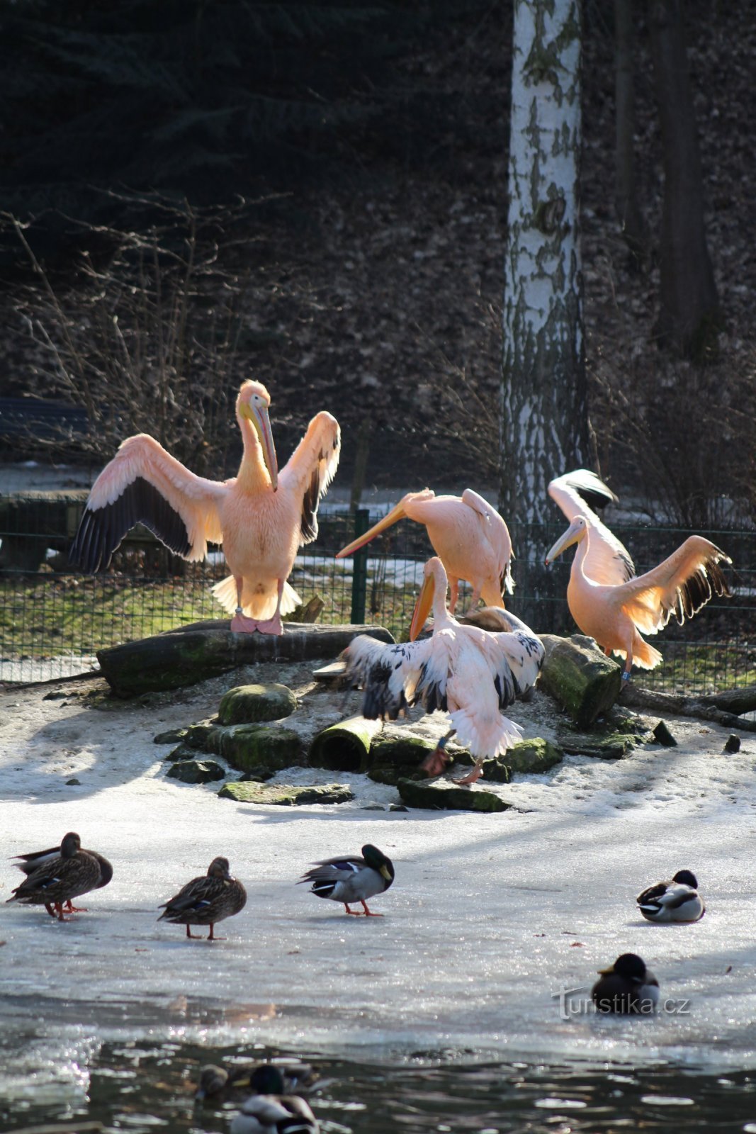 動物園ジフラバ