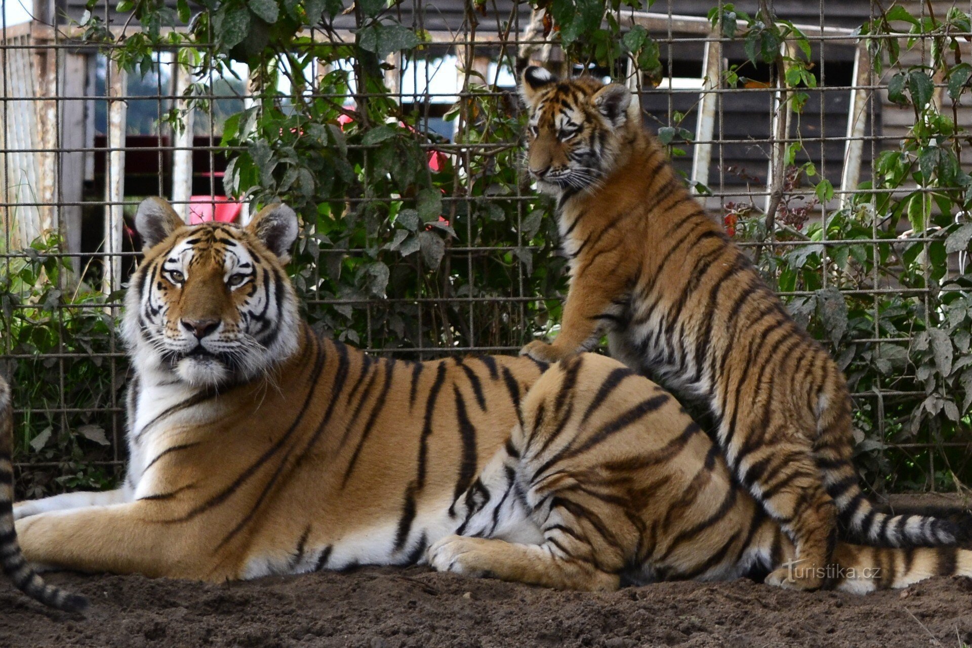 Grădina Zoologică Kutná Hora - Ringelland