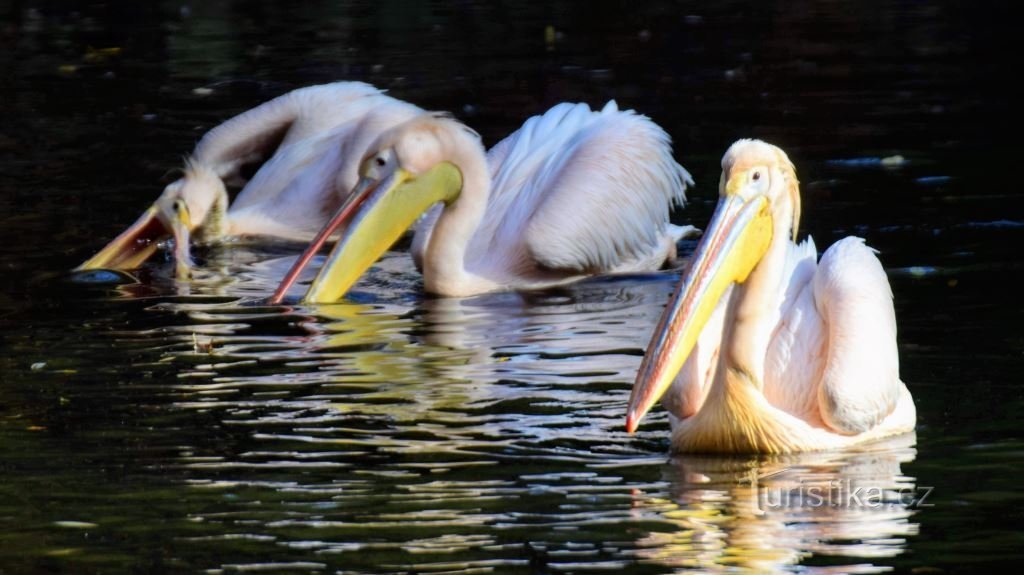 ZOO Lesná