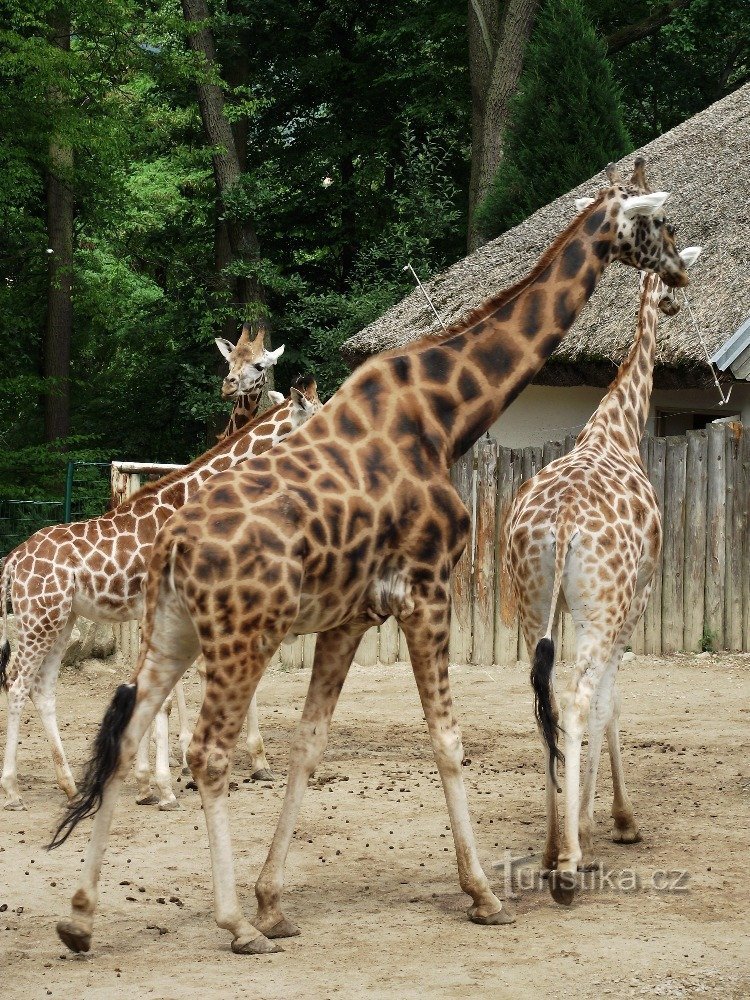 Lešná ZOO