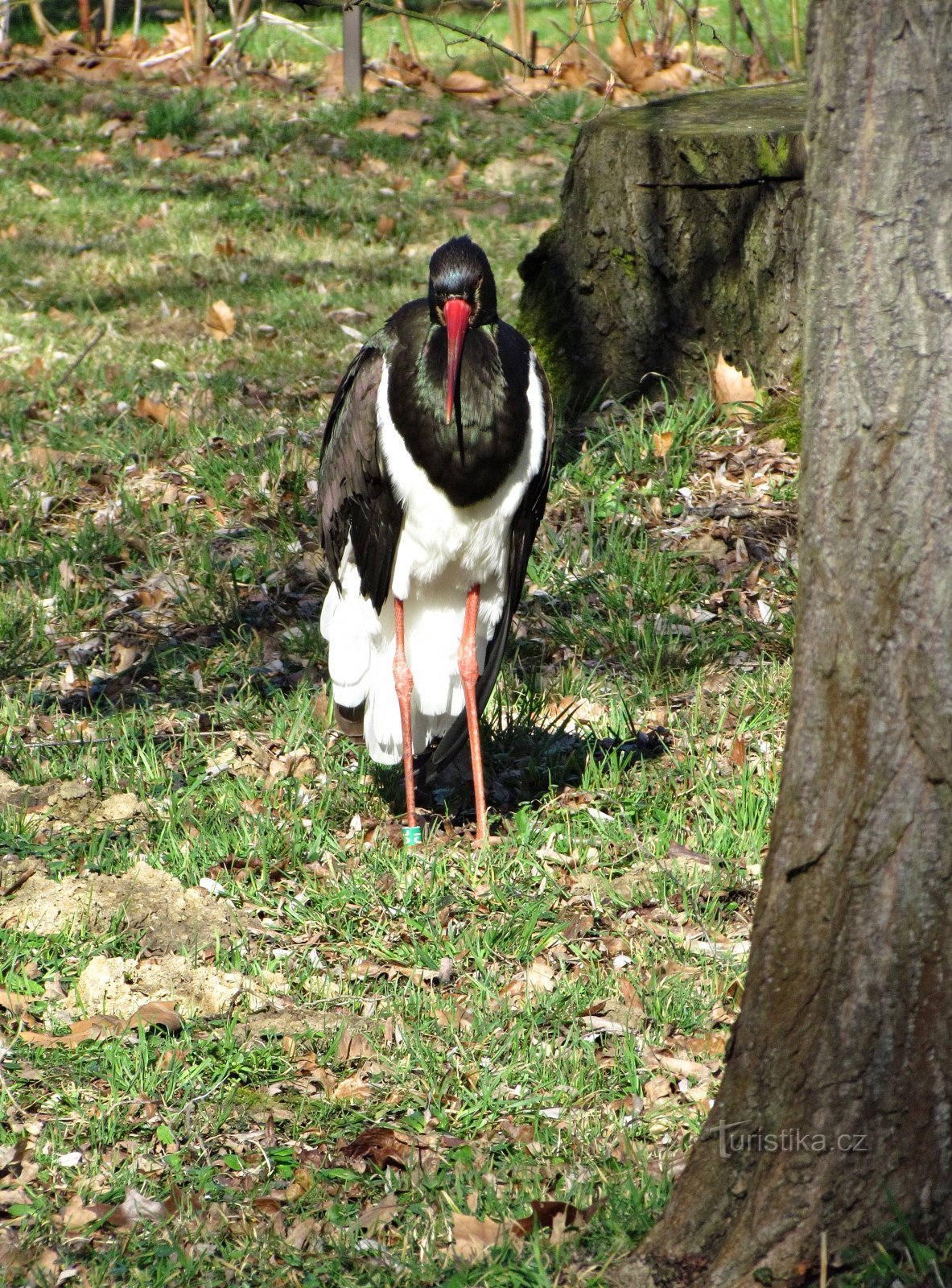 ZOO Lešná næsten uden dyr og uden mennesker