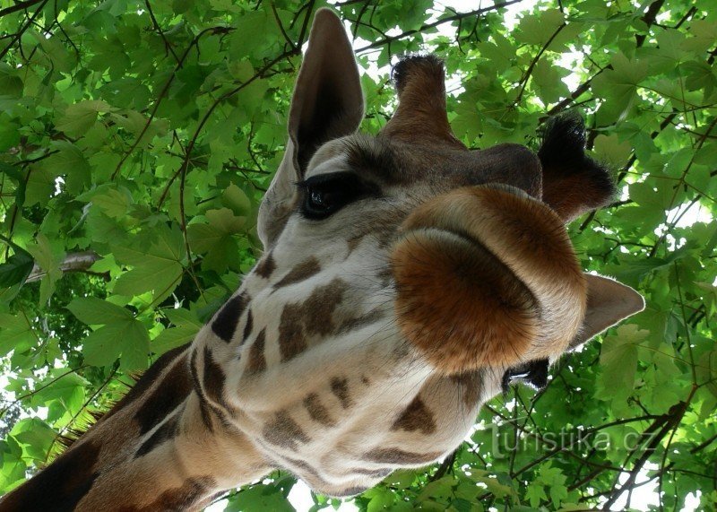 ZOO LIBEREC – dobrodružství z poznání