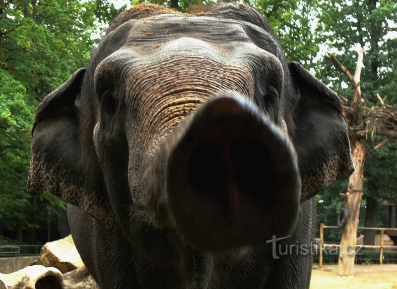 Grădina Zoologică LIBEREC – o aventură a cunoașterii