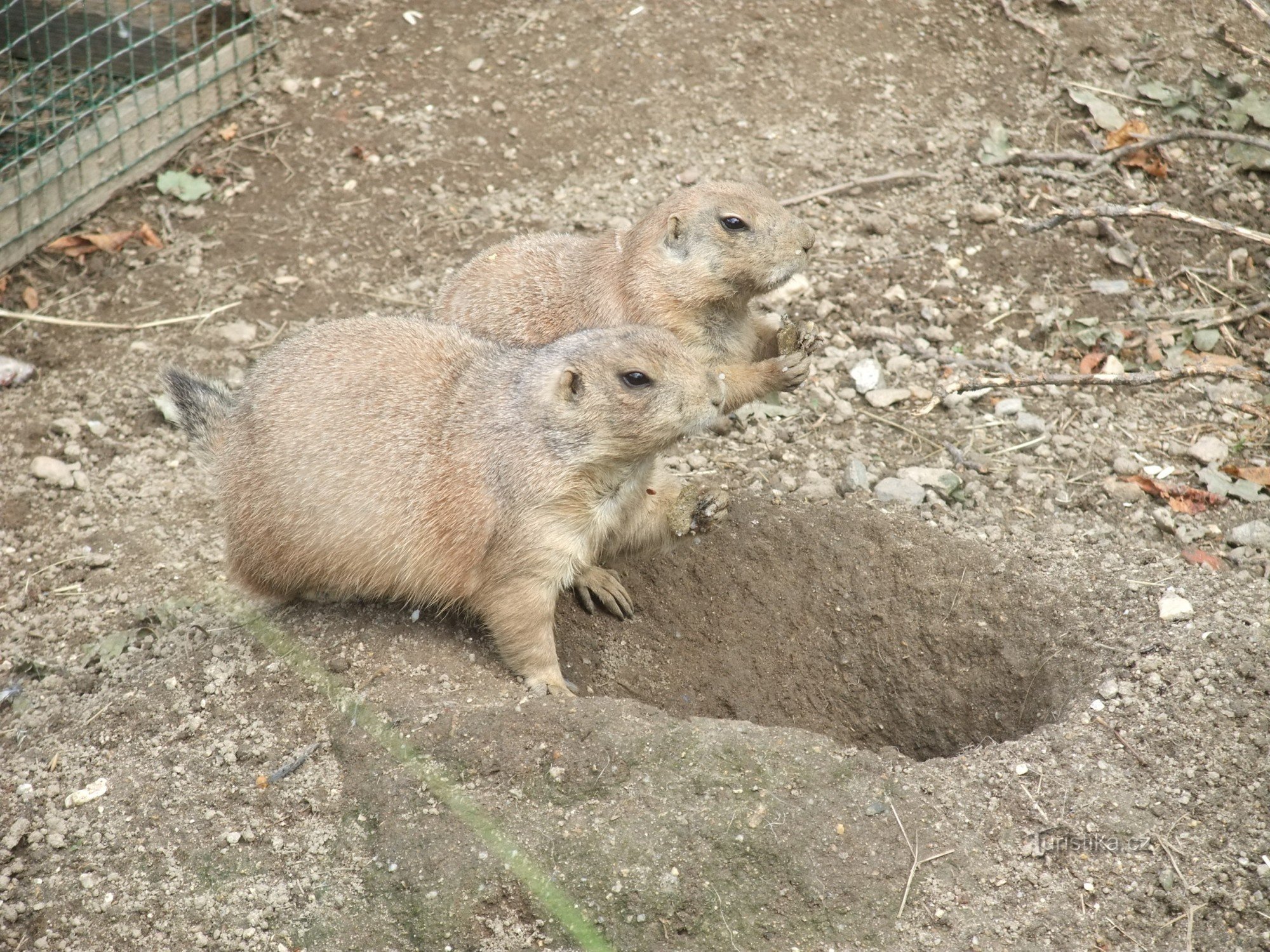 ホラダ動物園