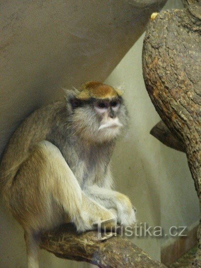 Grădina Zoologică Ohrada, Hluboká nv