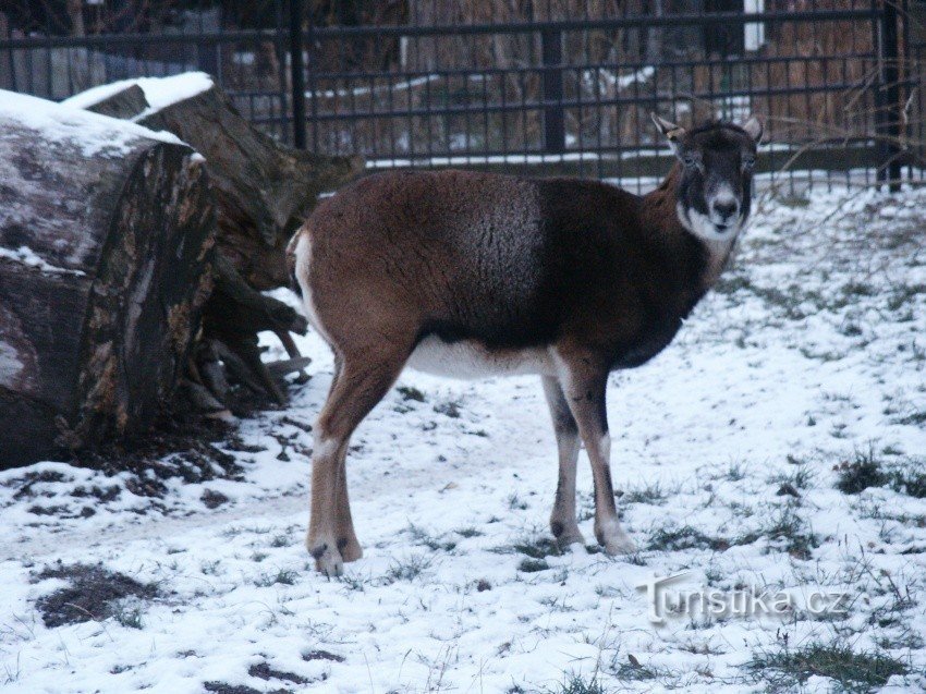 Grădina Zoologică Ohrada, Hluboká nv