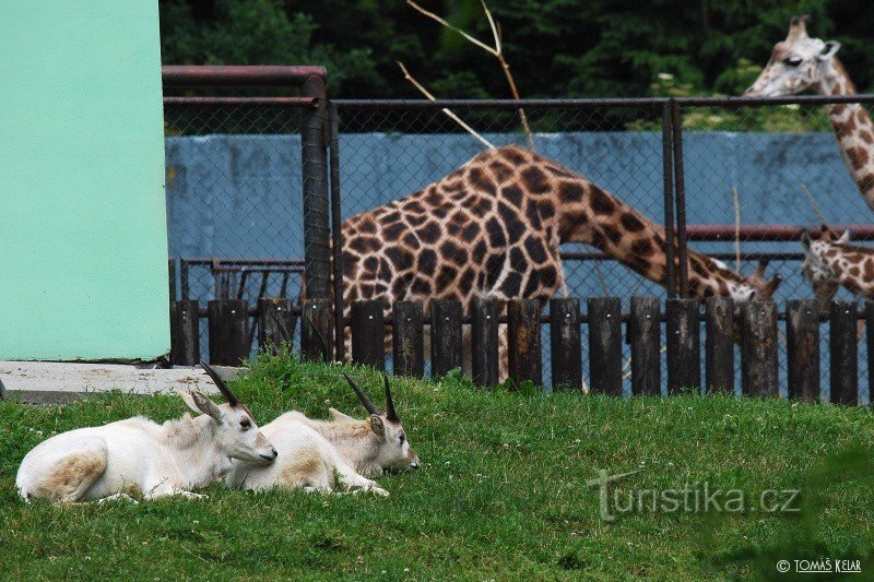 ZOO Ołomuniec